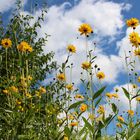 Ein Sommertag in unserem Garten