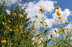 Ein Sommertag in unserem Garten