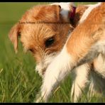 ein Sommertag mit Polly Popkorn 1