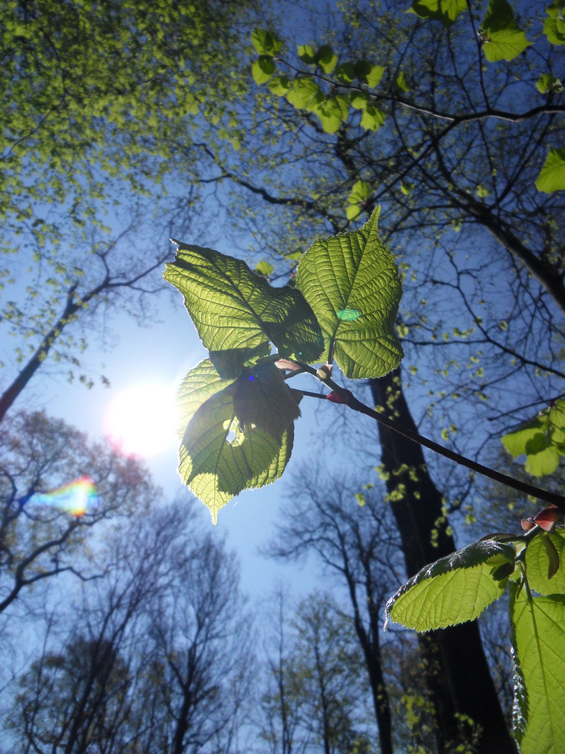 Ein Sommerträume