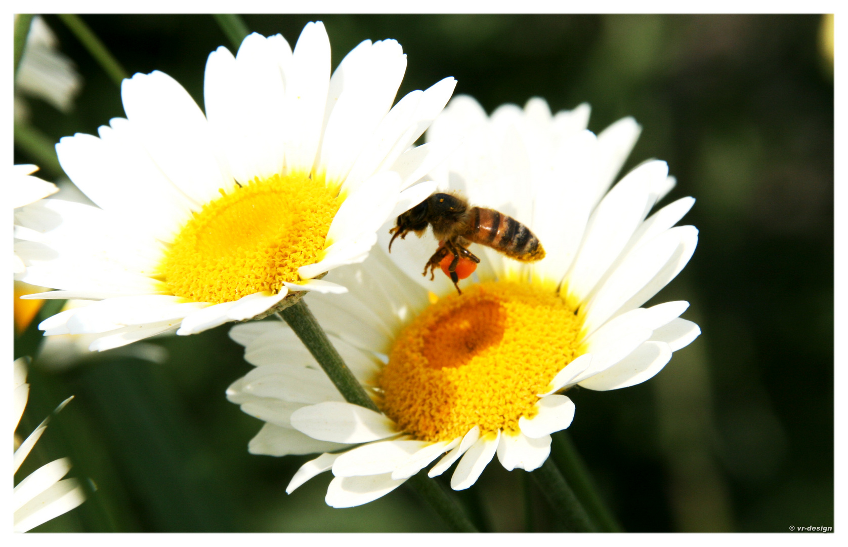 Ein Sommervorbote !