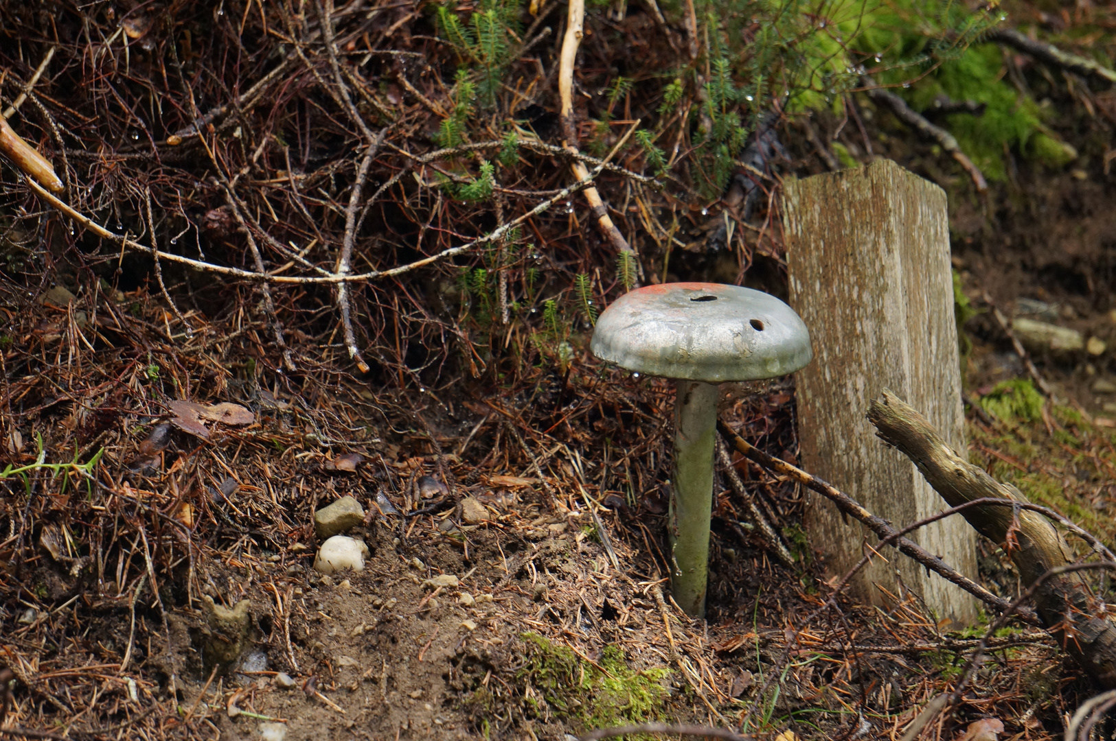 Ein sonderbarer Pilz Foto & Bild | sonstiges, quatsch & fun, pilz