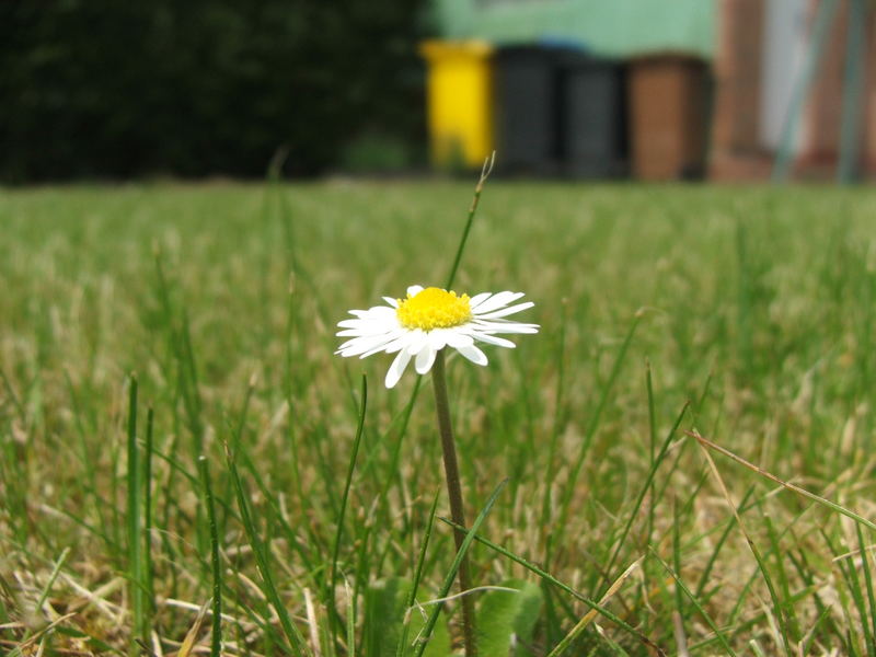 Ein Sonnen...ähm...Gänseblümchen