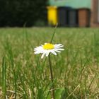 Ein Sonnen...ähm...Gänseblümchen