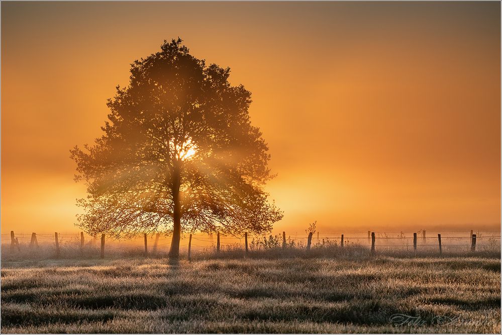 Ein Sonnenaufgang über den Moorwiesen,