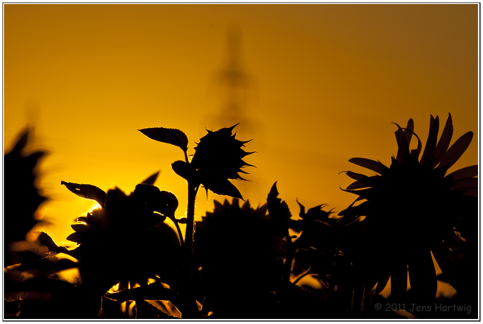 Ein Sonnenaufgang zwischen Sonnenblumen