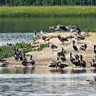 Ein Sonnenbad an der Moldau