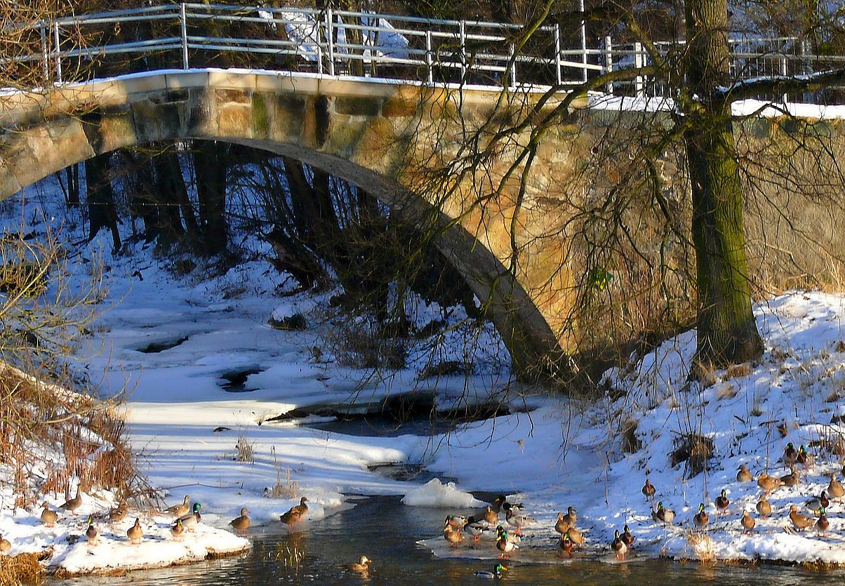 Ein Sonnenbad der Enten