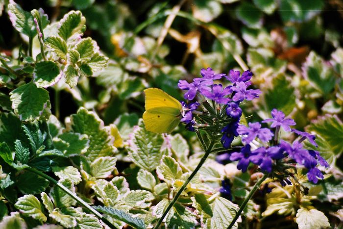 Ein Sonnenbad mit Blumen