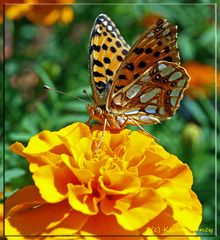 Ein Sonnenbad und lecker Blüte