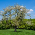 Ein Sonnenbaum