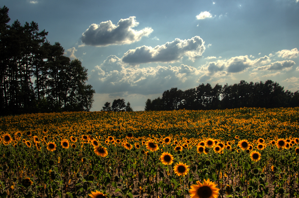 Ein Sonnenblumen- Gruß für Euch