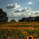 Ein Sonnenblumen- Gruß für Euch