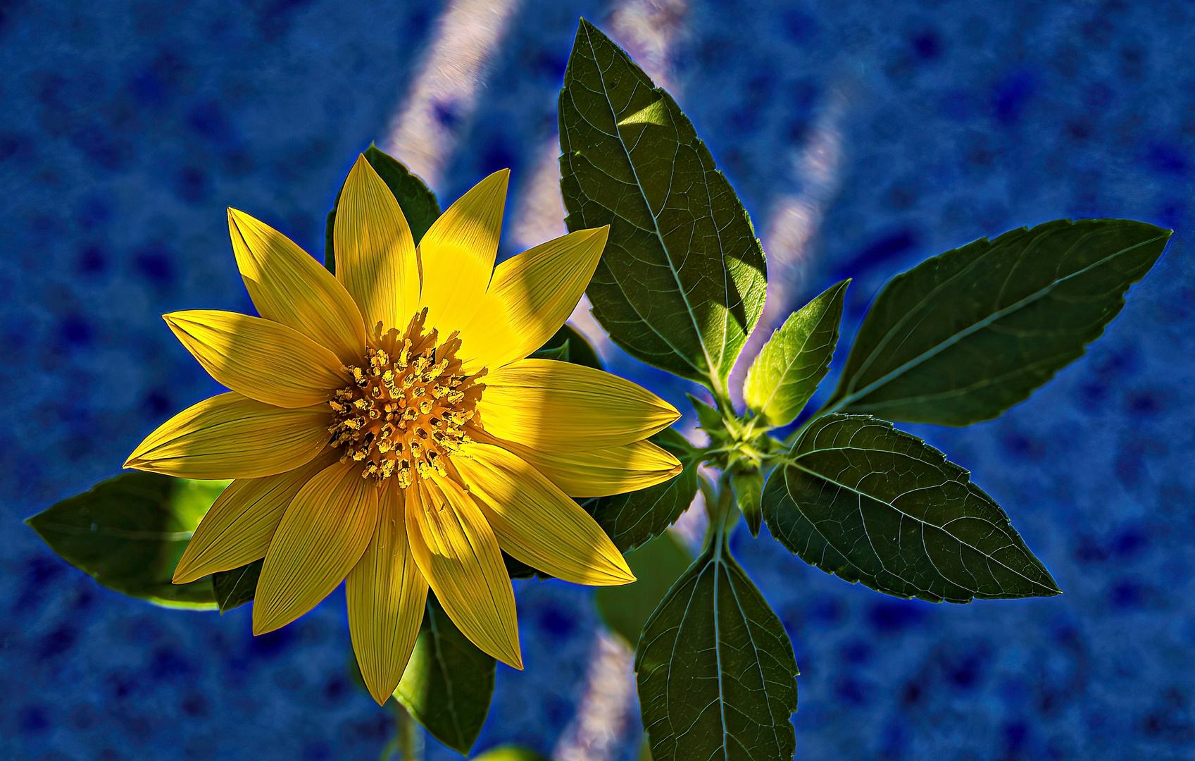 Ein Sonnenblumenbaby