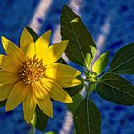 Ein Sonnenblumenbaby