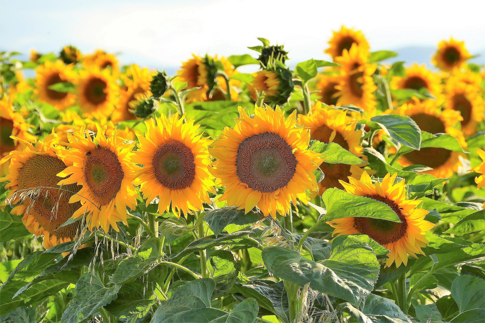 Ein Sonnenblumenfeld