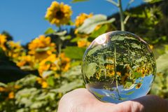 ein Sonnenblumenfeld in der Hand