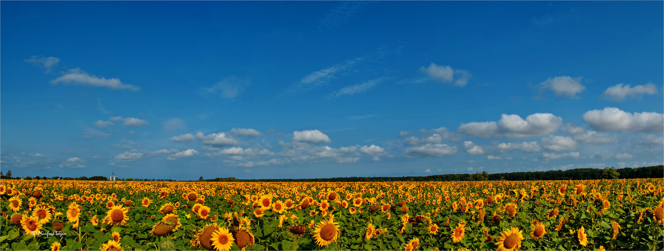 Ein Sonnenblumenfeld irgendwo in Vorpommern... 