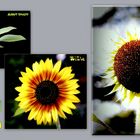 Ein Sonnenblumenleben