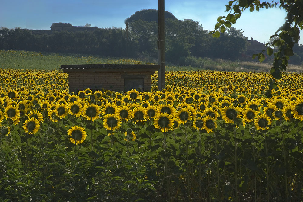 Ein Sonnenblumensommer wartet...