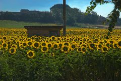 Ein Sonnenblumensommer wartet...