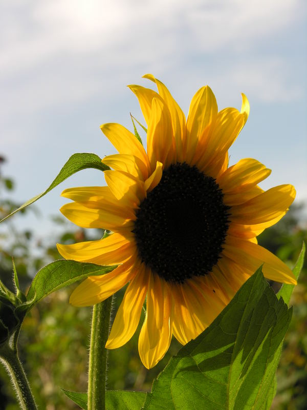 Ein (Sonnenhand-)Küsschen