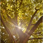 Ein Sonnenstern im Herbstbaum