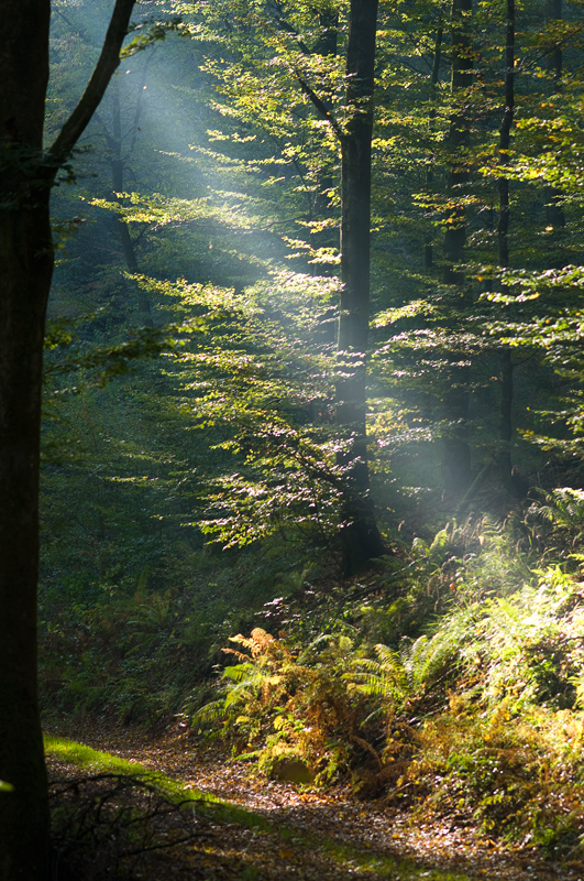 ein Sonnenstrahl.....