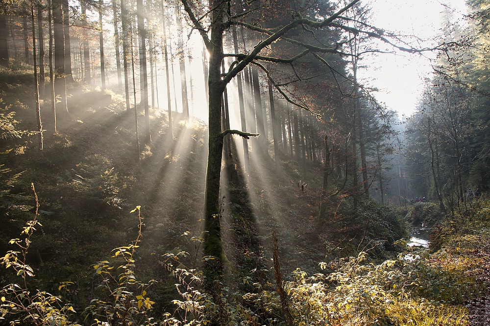 Ein Sonnenstrahl.....