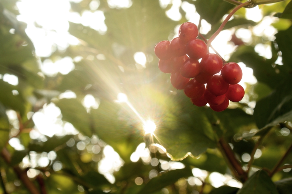 Ein Sonnenstrahl durchdringt die Hecke