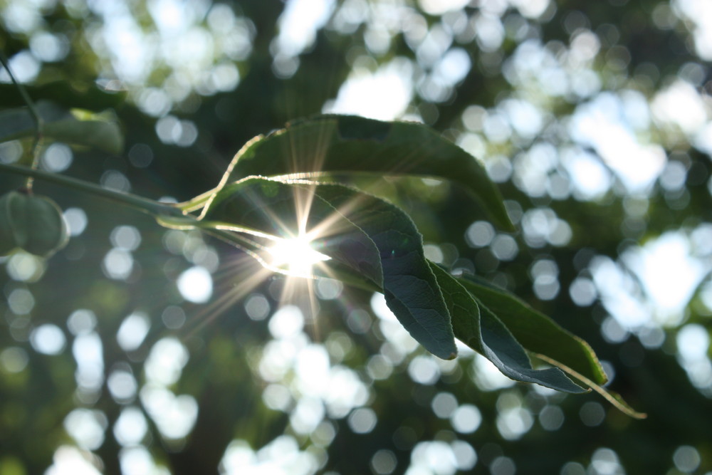 Ein Sonnenstrahl