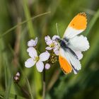 Ein Sonnenstrahl für's Wochenende