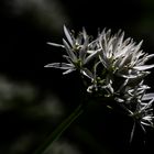 Ein Sonnenstrahl im Bärlauchwald