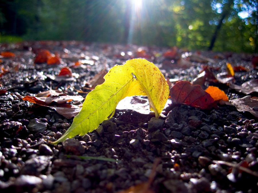 ein Sonnenstrahl im Herbst