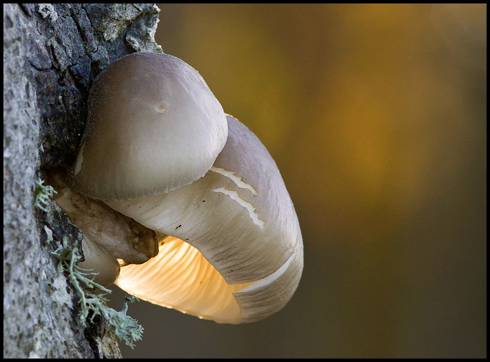 Ein Sonnenstrahl im Wald reichte..