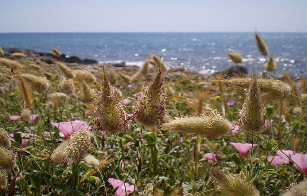 Ein Sonnentag am Meer