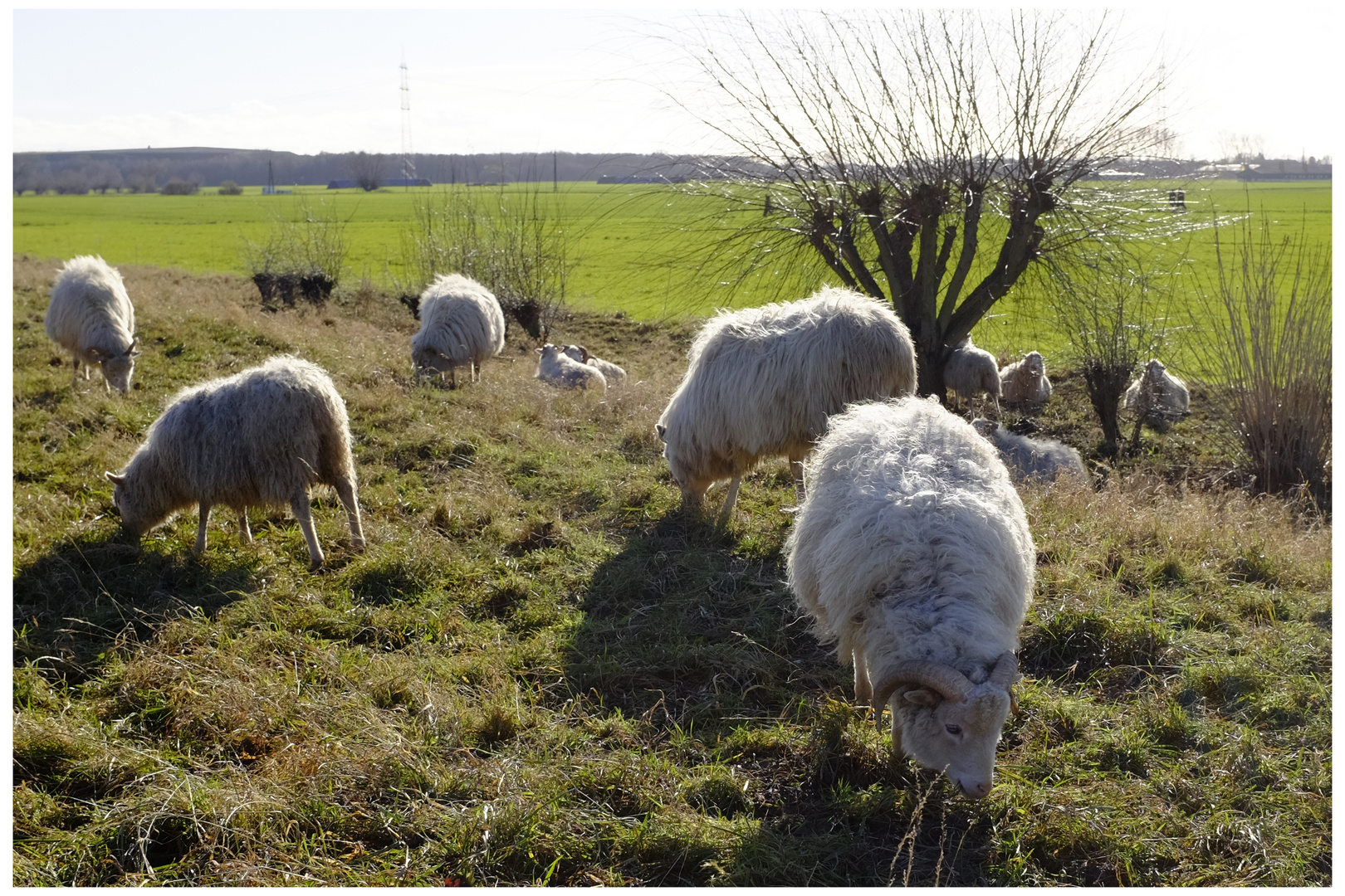 ein Sonnentag im Januar am Rheindamm