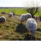 ein Sonnentag im Januar am Rheindamm