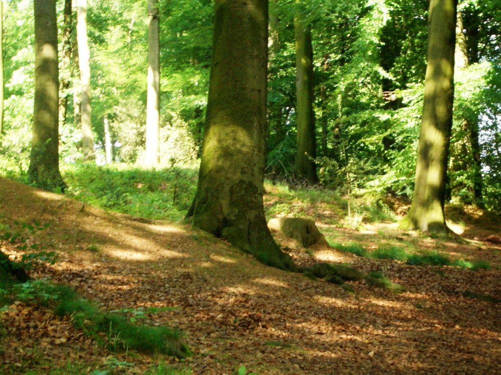 Ein Sonnentag im Wald...