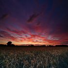 Ein Sonnenuntergang im Kornfeld