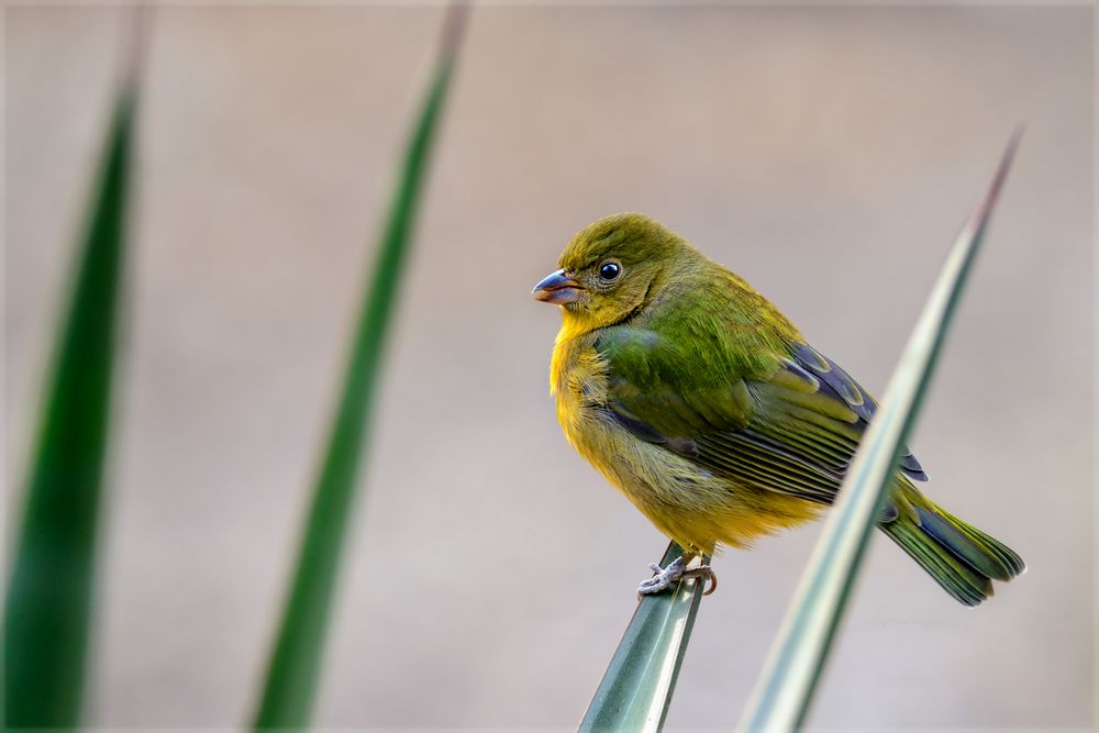 Ein Sonnenvogel