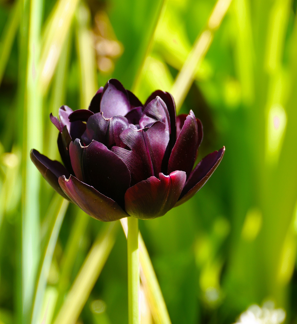 ein sonniger Anblick