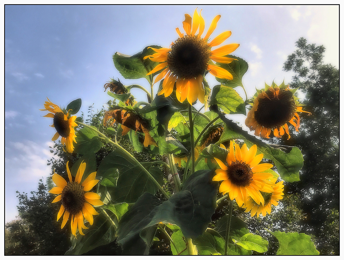 Ein sonniger Blumengruß