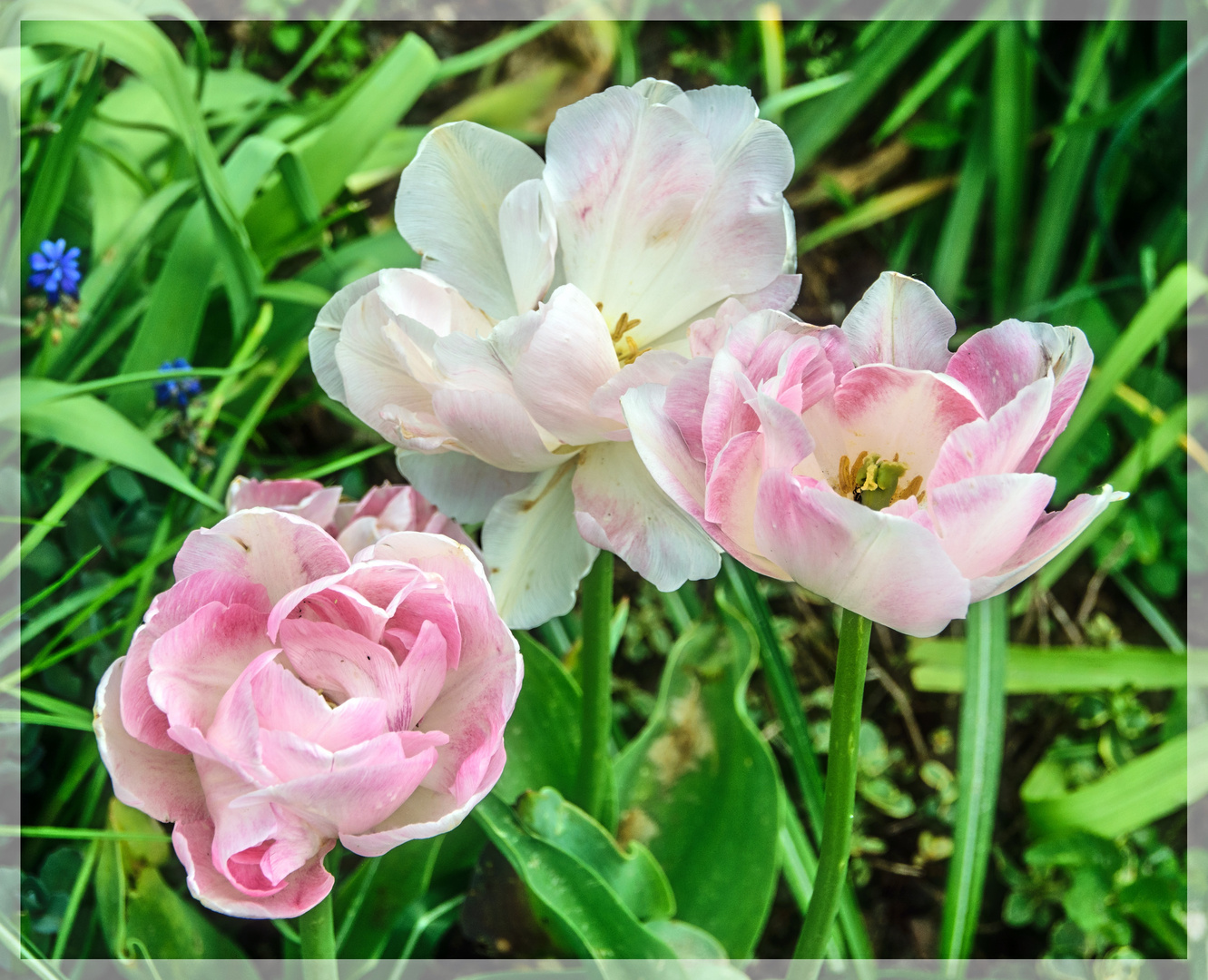 Ein sonniger Frühling...