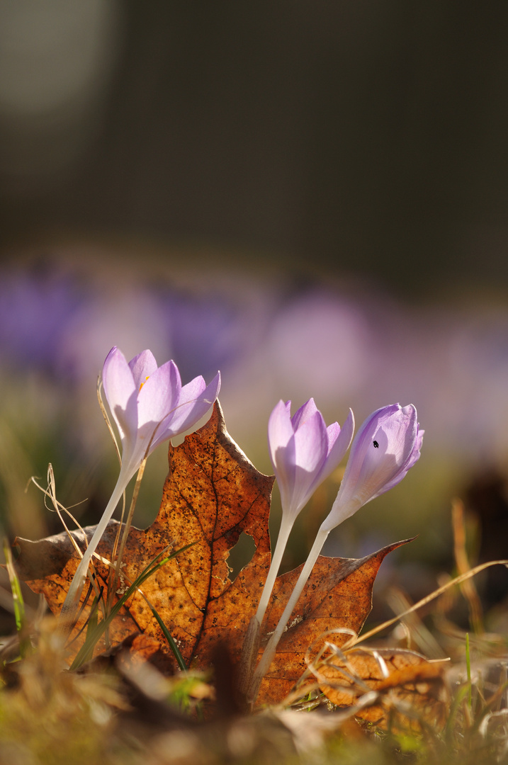 Ein sonniger Frühlingstag