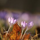 Ein sonniger Frühlingstag