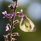 Ein sonniger Gruß