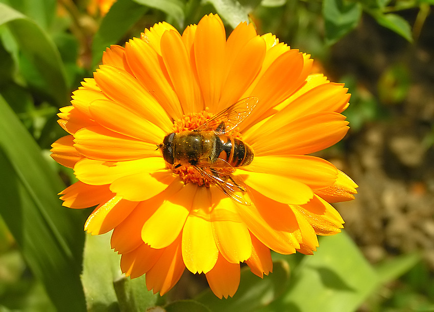 Ein sonniger Gruß