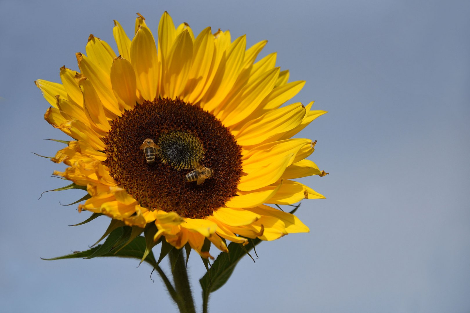 ein sonniger Gruß zum Mittwoch