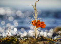 Ein sonniger Herbsttag am Bodensee 